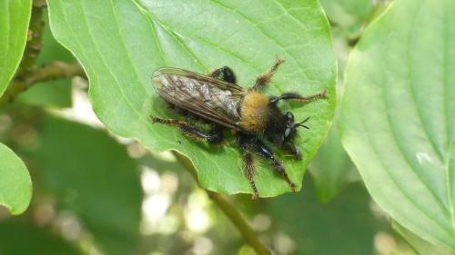 Laphria ephippium